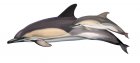 Delphinus delphis - 