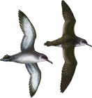 Puffinus mauretanicus - 